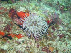 Puple anenomae, Roatan, HA. taken with Sony F-707 in Ikel... by Dan Pearson 